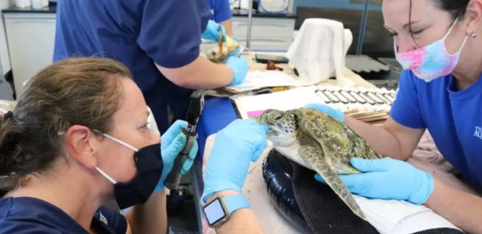 TGH partners with Florida Aquarium to showcase new animal health center -  The Tampa Bay 100