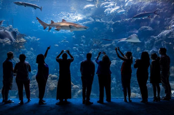 The Florida Aquarium braces for Hurricane Ian, closed until safe - The ...